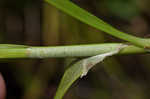 Hammock sedge